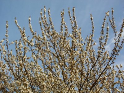 20120402Kirschbluete_Hockenheimer_Rheinbogen08