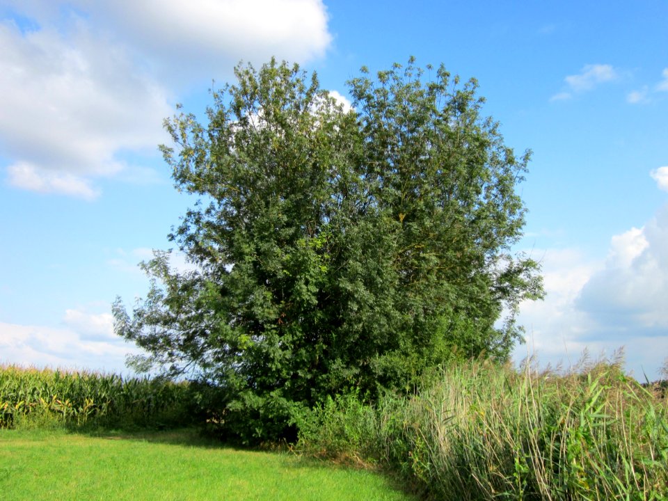 20120901Esche_Hockenheimer_Rheinbogen2