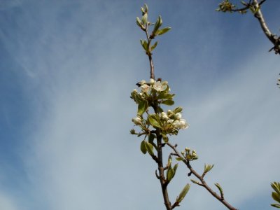 20120402Kirschbluete_Hockenheimer_Rheinbogen02