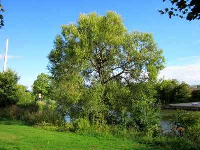 20120826Silberweide_Staden