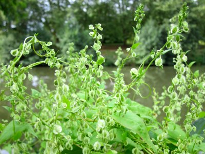 20120828Staden_Saarbruecken9
