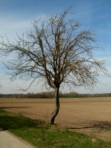 20120402Birnbaum_Hockenheimer_Rheinbogen08