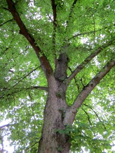20120828Linde_Staden1