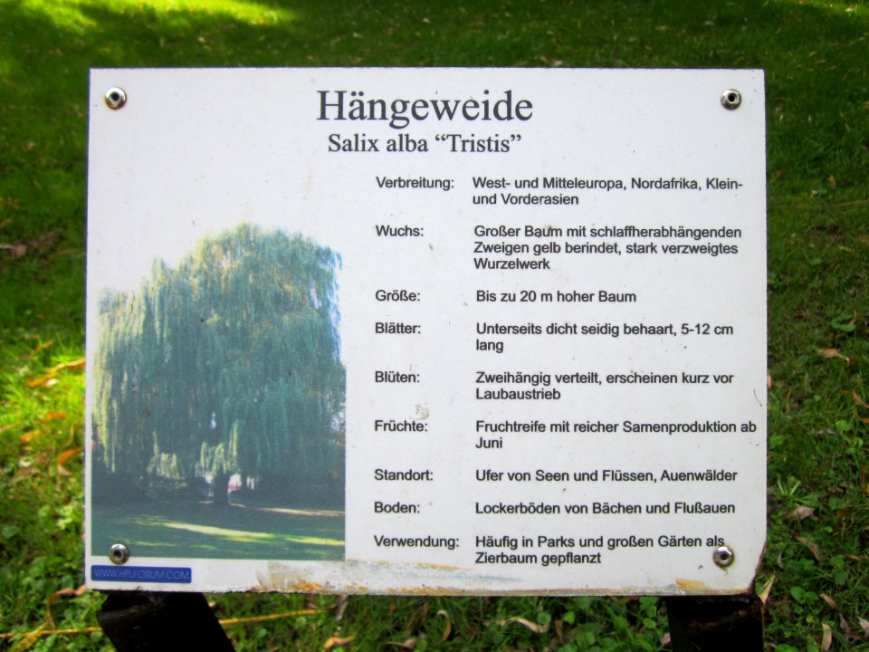 20120905Trauerweide_Hockenheim9