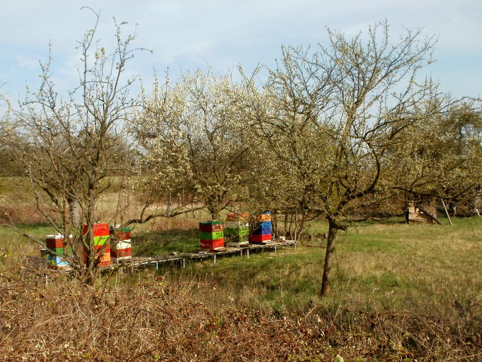 20120402Rhein_Hockenheim6