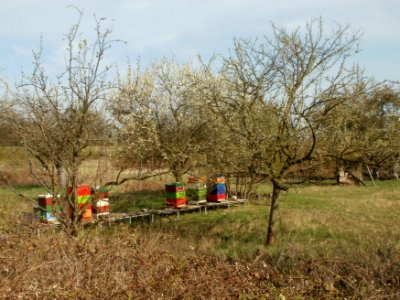 20120402Rhein_Hockenheim6