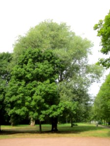 20120828Silberweide_Saarbruecken1