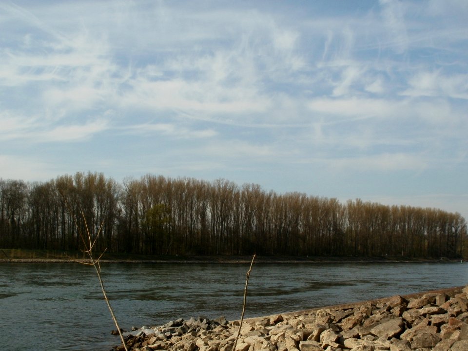 20120402Rhein_Hockenheim8