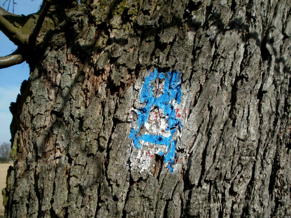 20120402Birnbaum_Hockenheimer_Rheinbogen20