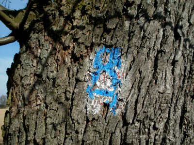 20120402Birnbaum_Hockenheimer_Rheinbogen20