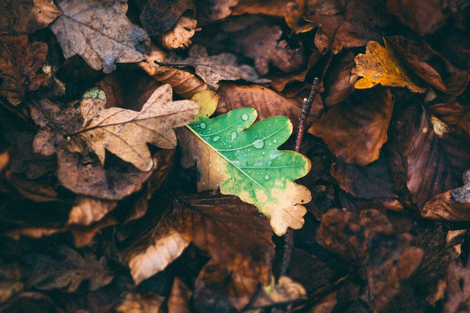 Autumn fall foliage