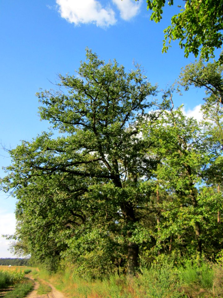 20120902Eiche_Reilingen3