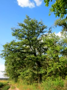 20120902Eiche_Reilingen3