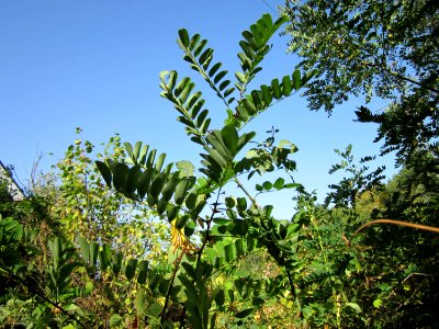20120819Schwetzinger_Hardt37