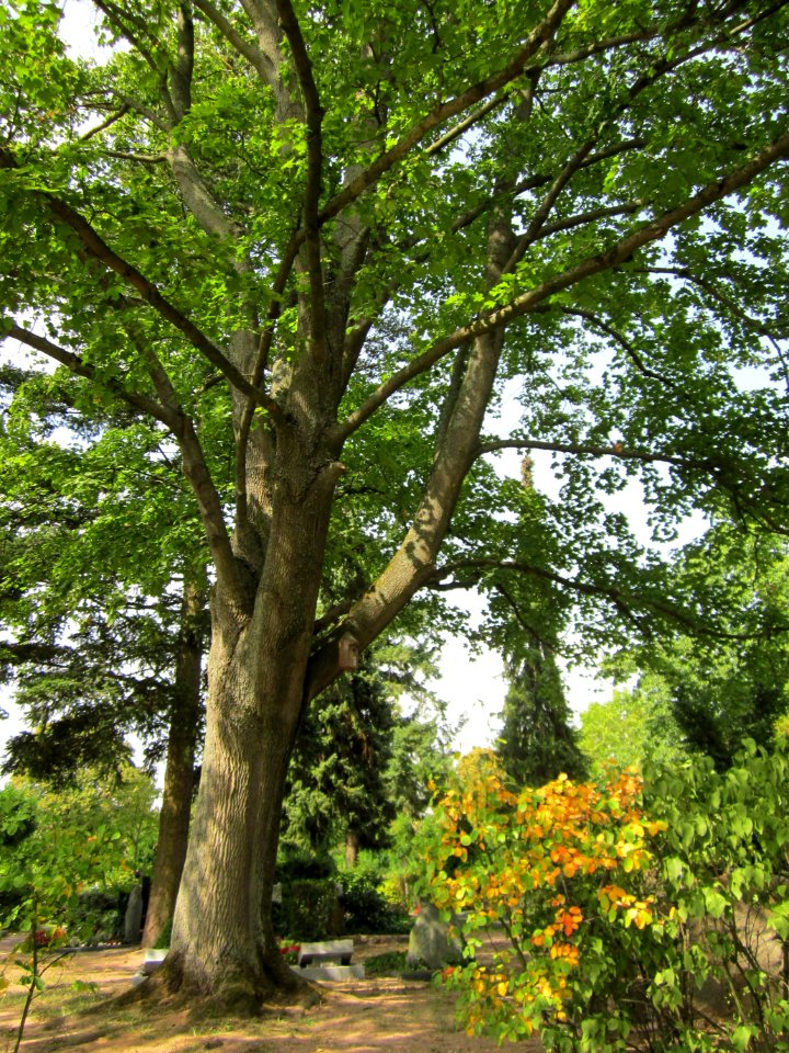 20120821Ahorn_Friedhof_Hockenheim3