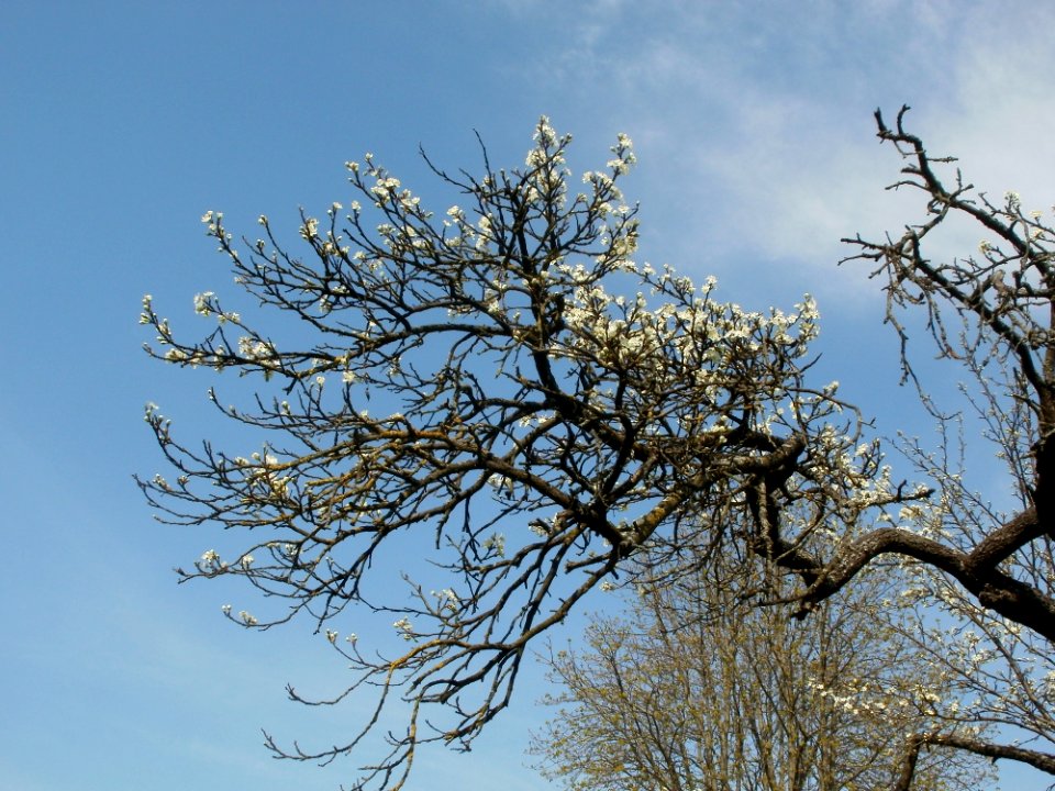 20120403Ebertpark_Hockenheim2