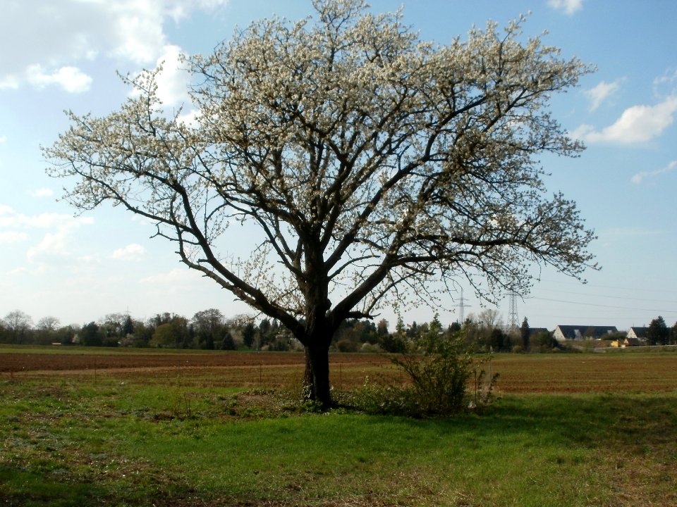 20120403Streuobstwiese_Schwetzingen01