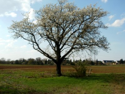 20120403Streuobstwiese_Schwetzingen01