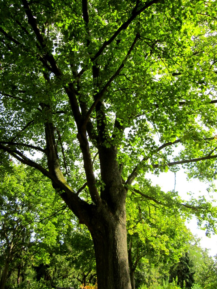 20120821Ahorn_Friedhof_Hockenheim4