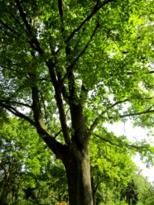 20120821Ahorn_Friedhof_Hockenheim4