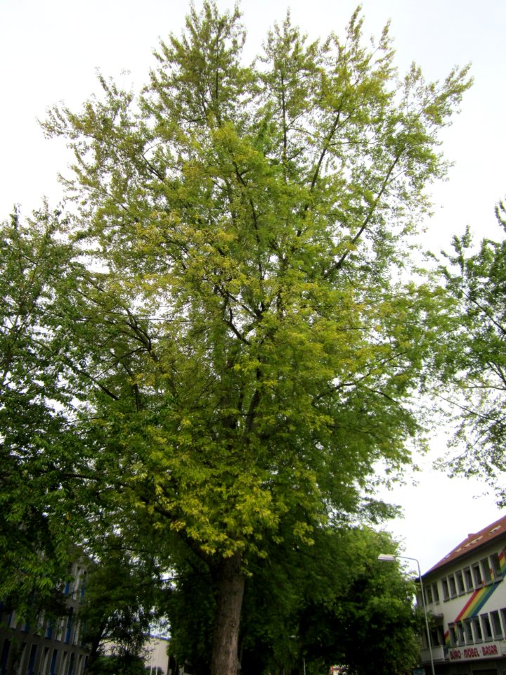 20120828Bismarckstr_Saarbruecken3