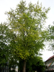 20120828Bismarckstr_Saarbruecken3