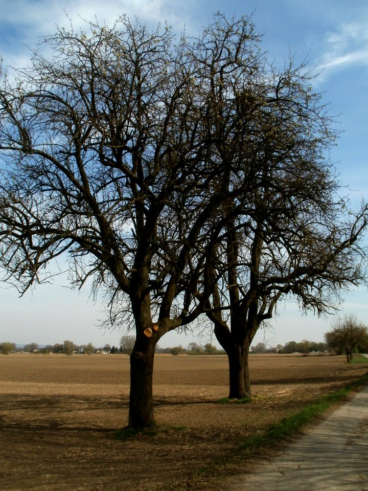 20120402Birnbaum_Hockenheimer_Rheinbogen13