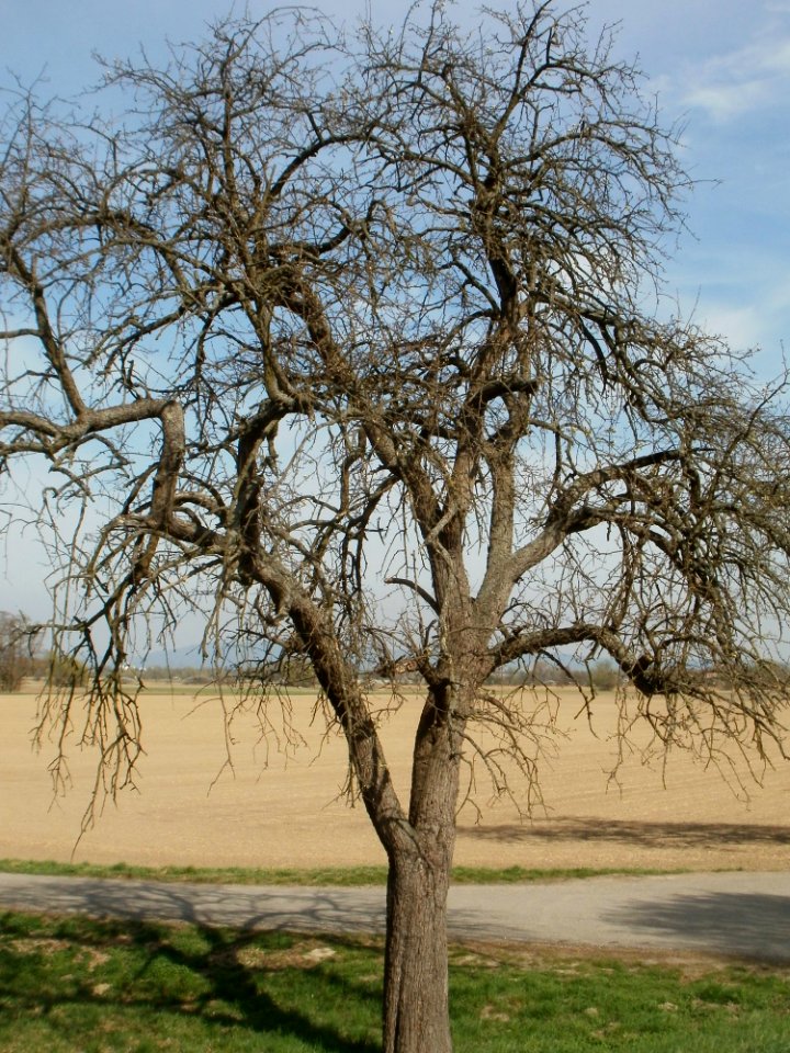 20120402Birnbaum_Hockenheimer_Rheinbogen17