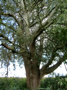 20120901Silberpappel_Hockenheimer_Rheinbogen