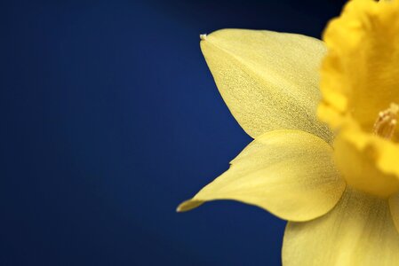 Bloom petals yellow photo