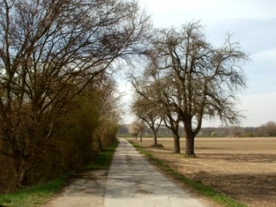20120402Birnbaum_Hockenheimer_Rheinbogen11