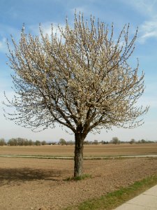 20120402Kirschbluete_Hockenheimer_Rheinbogen07