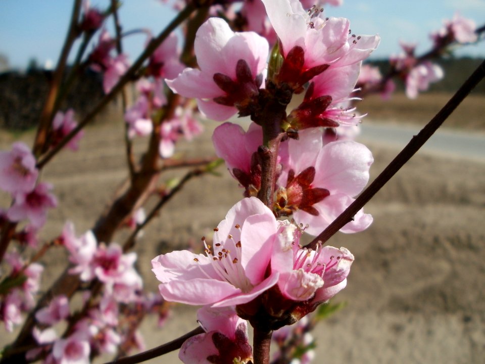 20120403Prunus_dulcis3