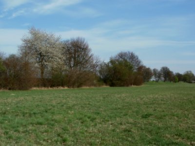 20120402Kirschbluete_Hockenheimer_Rheinbogen10