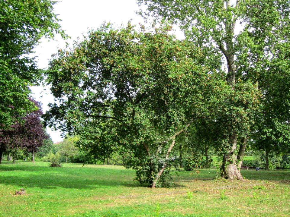 20120828Ahorn_Saar_Saarbruecken1