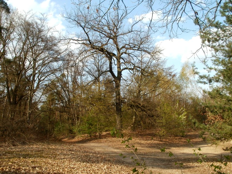 20120403Naturschutzgebiet_Hirschacker13