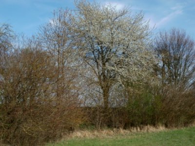 20120402Kirschbluete_Hockenheimer_Rheinbogen09