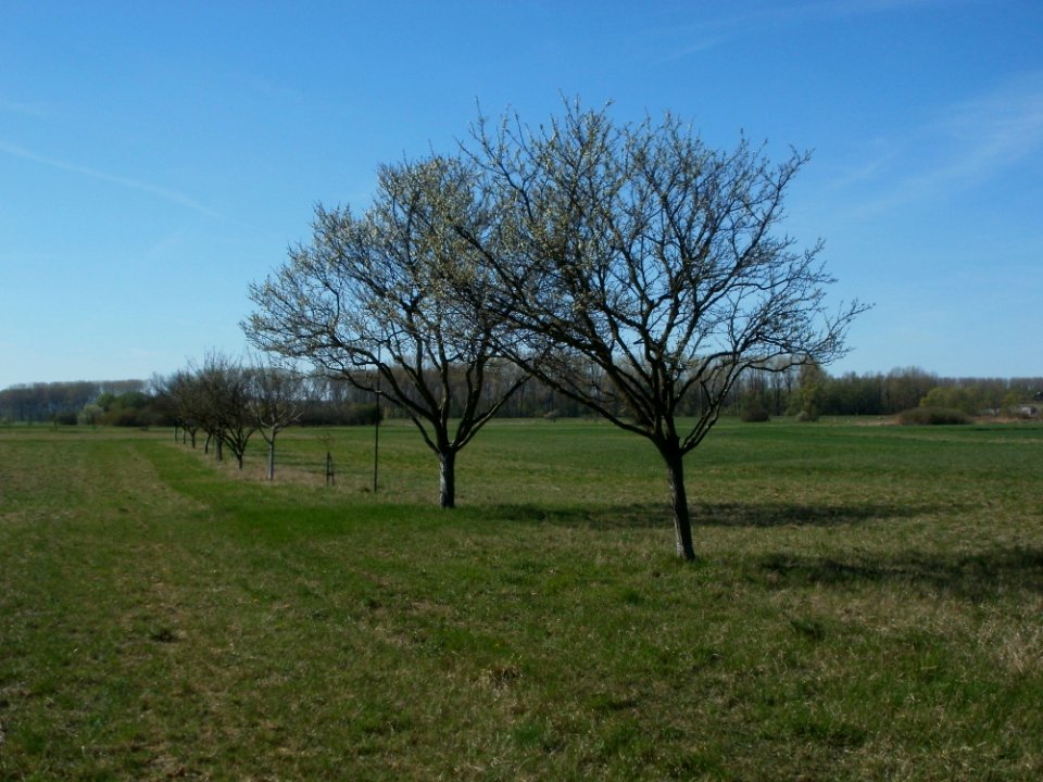 20120401Apfelbluete_Rheihausen02