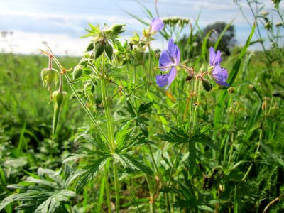 20120901Geranium_pratense