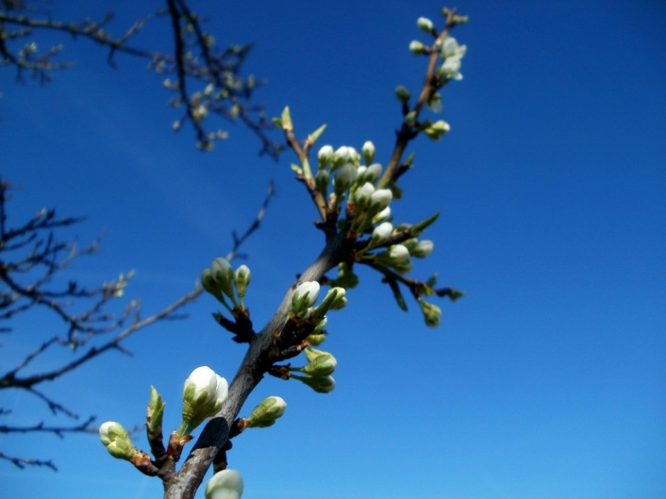 20120401Apfelbluete_Rheihausen06