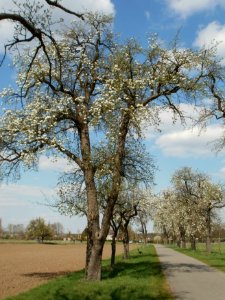 20120408Burgweg_Reilingen06