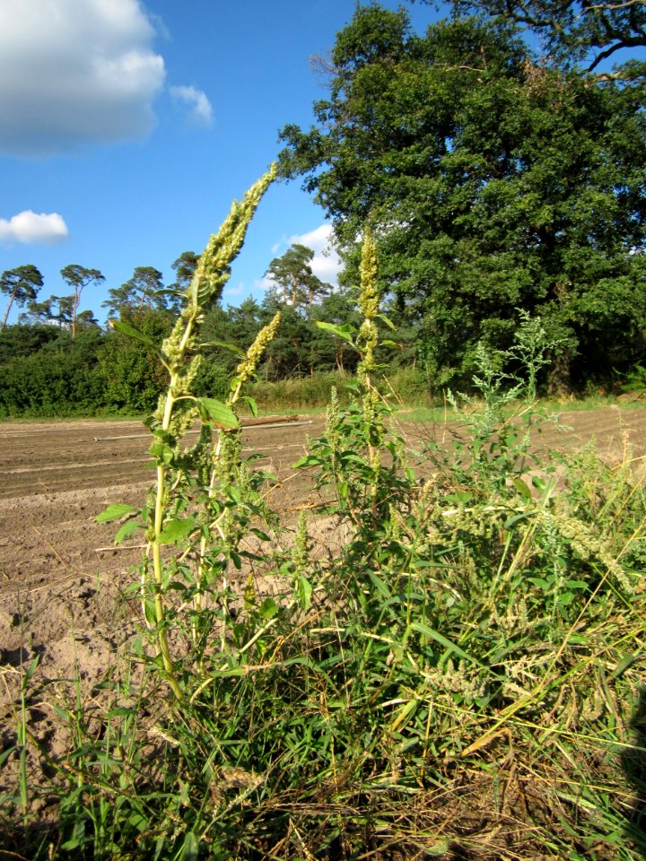 20120902Amaranthus_retroflexus1