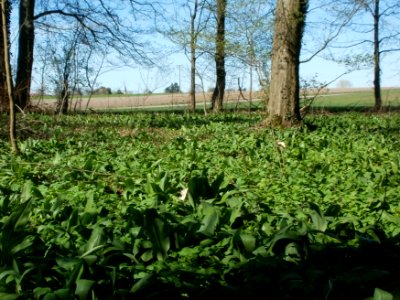 20120401Allium_ursinum05