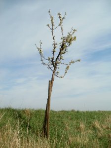 20120402Kirschbluete_Hockenheimer_Rheinbogen01