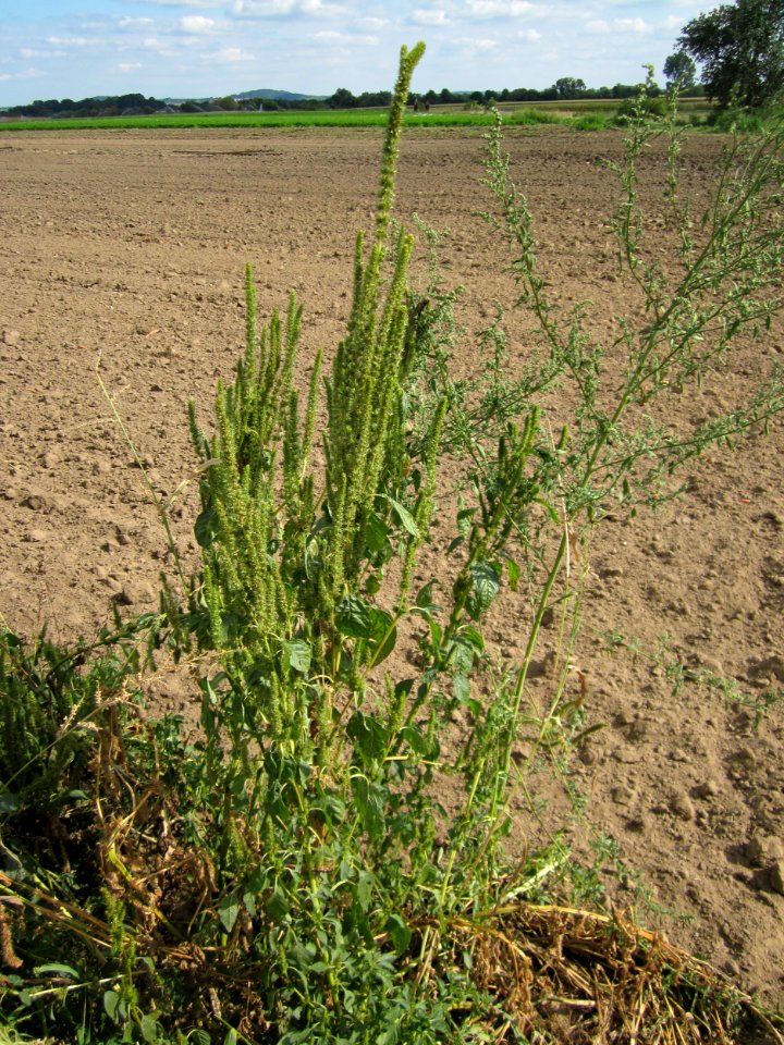 20120902Amaranthus_retroflexus3