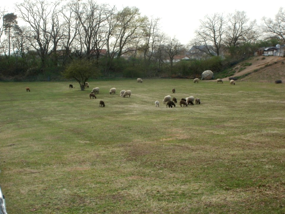 20120402Schafe_Hockenheim2