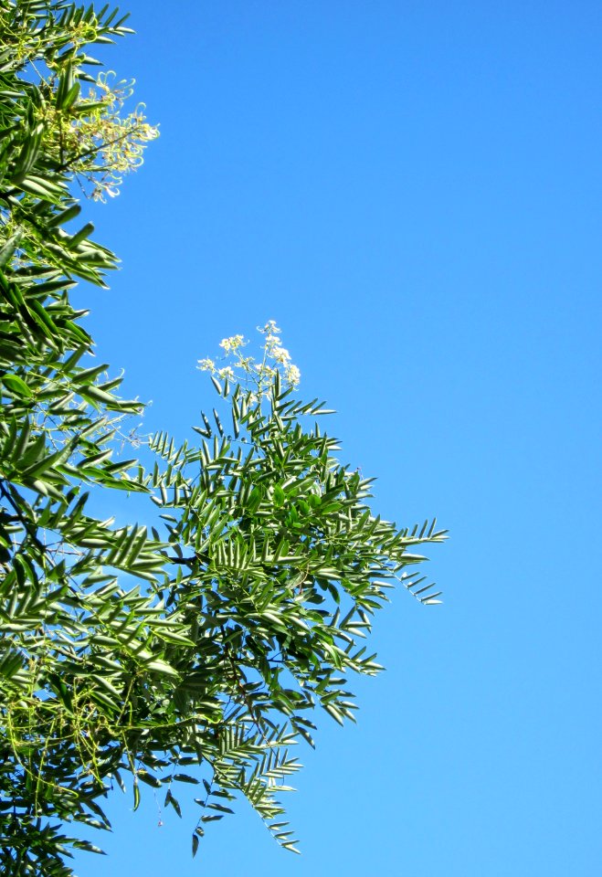 20120827Japanischer_Schnurbaum_Saarbruecken2