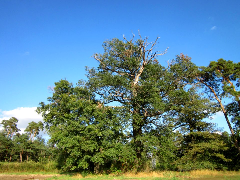 20120902Eiche_Reilingen1