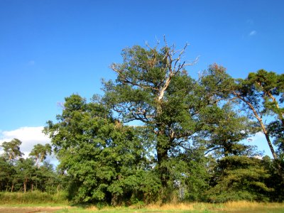20120902Eiche_Reilingen1