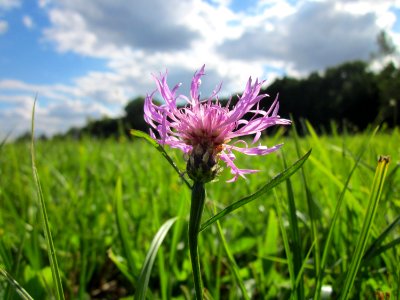 20120919Wiesen-Flockenblume_Hockenheim1